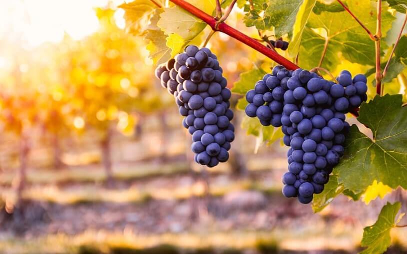 El seguimiento de medios muestra la recuperación del sector vitivinícola en las Islas Canarias
